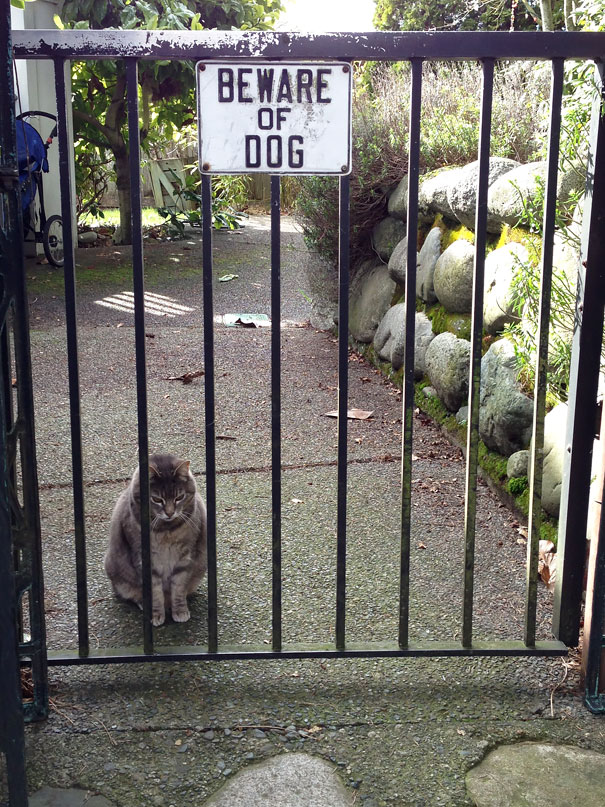 Ser um cão de guarda não é tarefa fácil. Existem cães nasceram para ser 