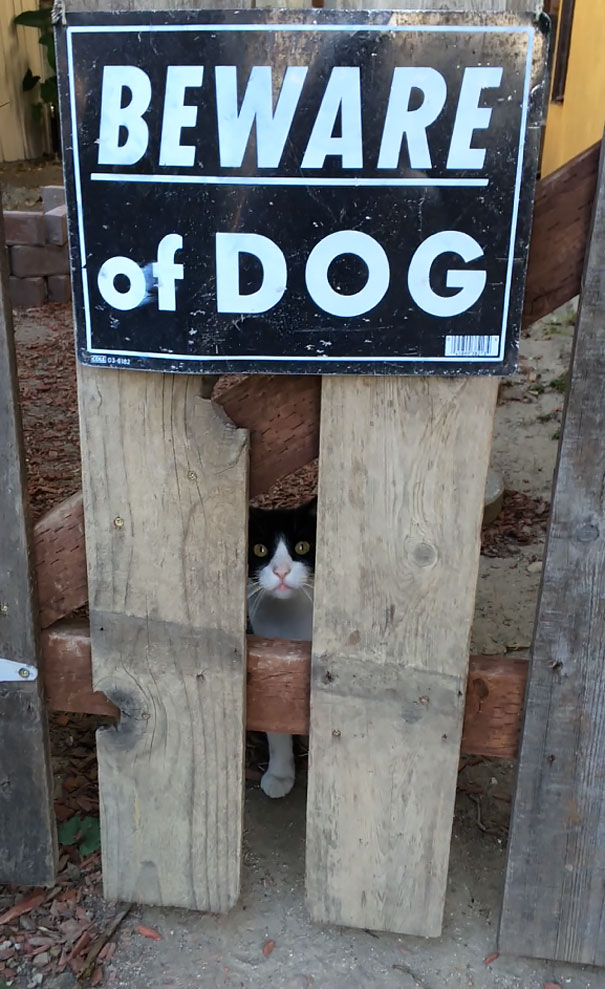 Ser um cão de guarda não é tarefa fácil. Existem cães nasceram para ser 