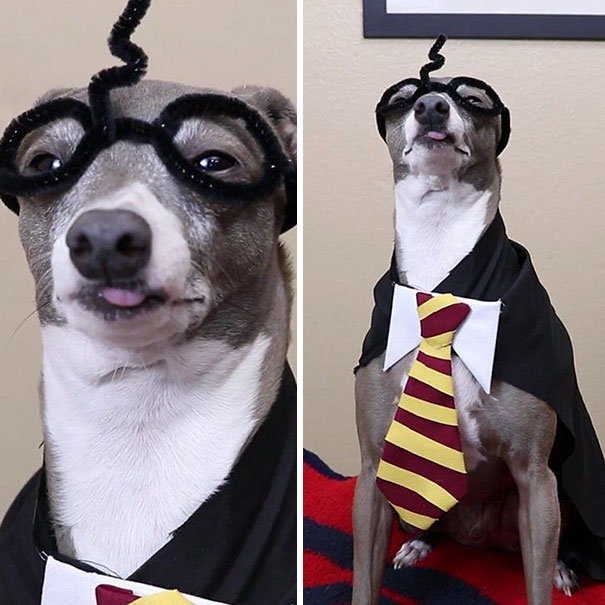 Bichos nada fotogênicos