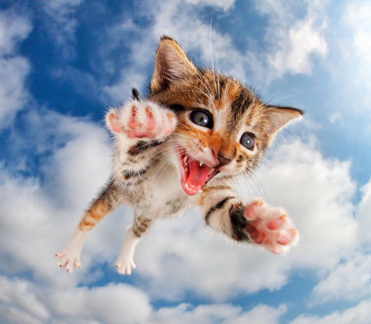 Fotógrafo registra gatos adotados em pleno voo
