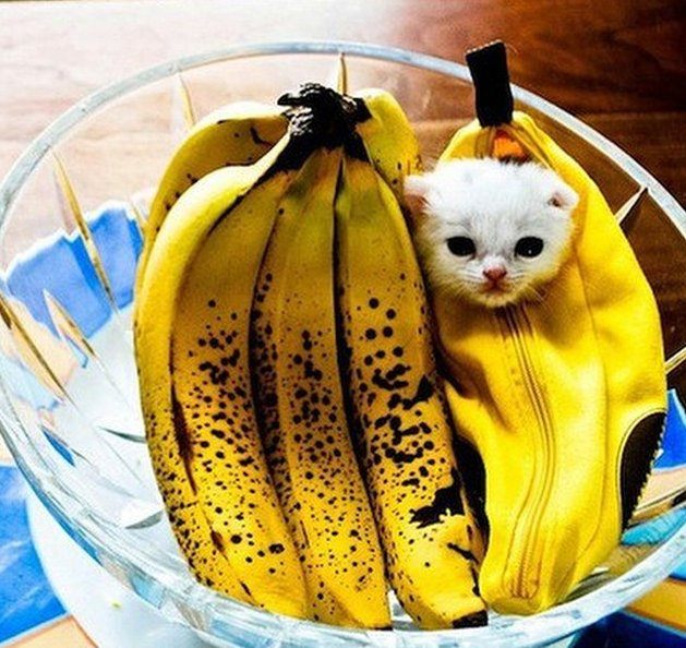 Gato banana