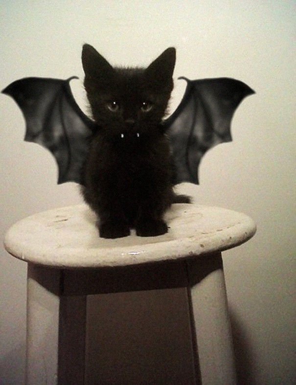 Gato vampiro 