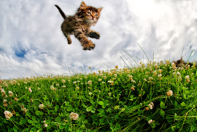Fotógrafo registra gatos adotados em pleno voo