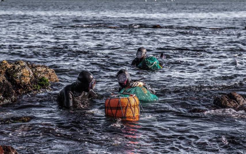 A fotógrafa Mijoo Kim decidiu documentar as Haenyeo, grupo de mulheres que mergulham a profundidades de até 65 pés (20 metros) no fundo do oceano, onde coletam abalones, pepinos do mar, ouriços e lulas. Muitas delas tem mais de 70 anos