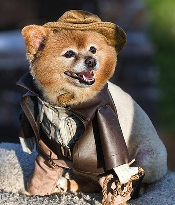 Indiana cão Jones