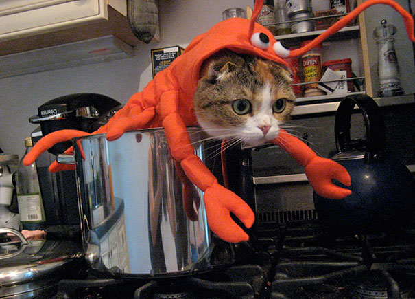 Esses gatos tem certeza que podem ser o que quiserem!