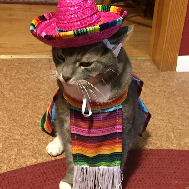 Esses gatos tem certeza que podem ser o que quiserem!