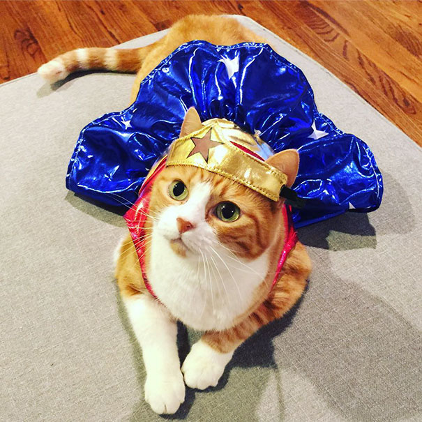 Esses gatos tem certeza que podem ser o que quiserem!