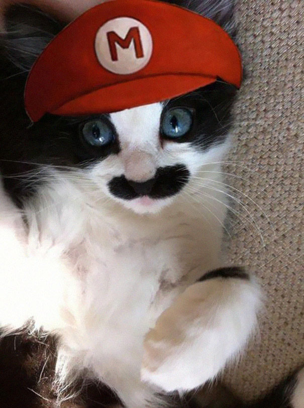 Esses gatos tem certeza que podem ser o que quiserem!