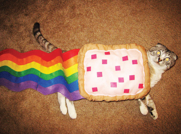 Esses gatos tem certeza que podem ser o que quiserem!