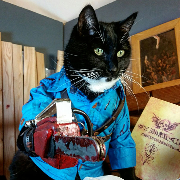Esses gatos tem certeza que podem ser o que quiserem!
