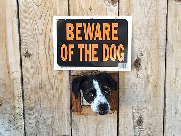 Ser um cão de guarda não é tarefa fácil. Existem cães nasceram para ser 