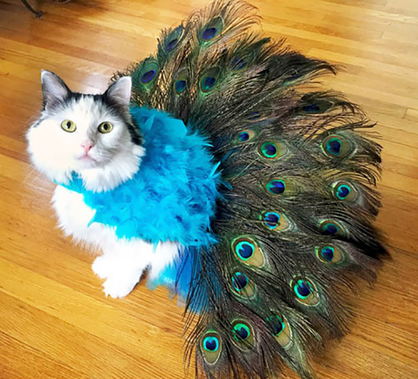 Esses gatos tem certeza que podem ser o que quiserem!