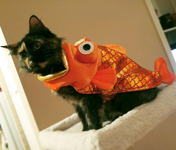 Esses gatos tem certeza que podem ser o que quiserem!