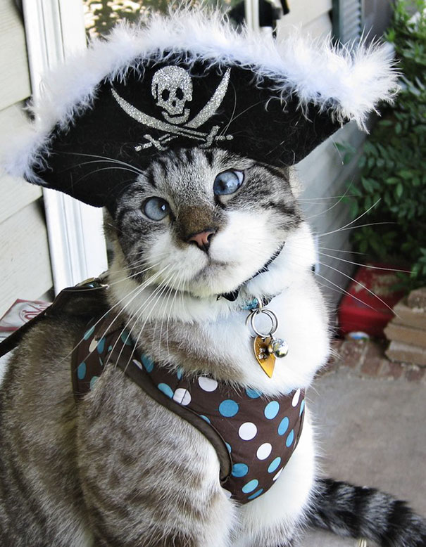 Esses gatos tem certeza que podem ser o que quiserem!