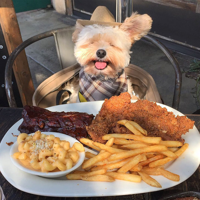 Popeye foi resgatado das ruas por Ivy Diep e agora se diverte em restaurantes. Ele virou uma web celebridade