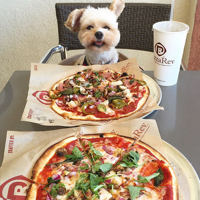 Popeye foi resgatado das ruas por Ivy Diep e agora se diverte em restaurantes. Ele virou uma web celebridade