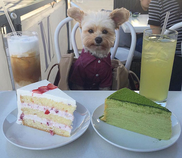 Popeye foi resgatado das ruas por Ivy Diep e agora se diverte em restaurantes. Ele virou uma web celebridade