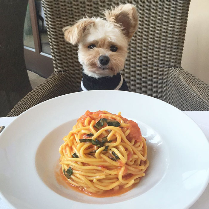 Popeye foi resgatado das ruas por Ivy Diep e agora se diverte em restaurantes. Ele virou uma web celebridade