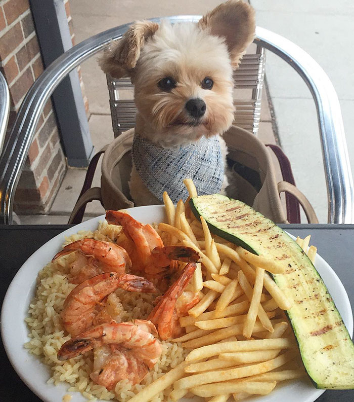 Popeye foi resgatado das ruas por Ivy Diep e agora se diverte em restaurantes. Ele virou uma web celebridade