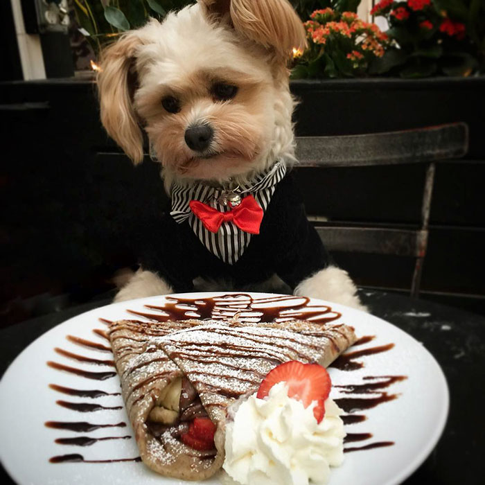 Popeye foi resgatado das ruas por Ivy Diep e agora se diverte em restaurantes. Ele virou uma web celebridade