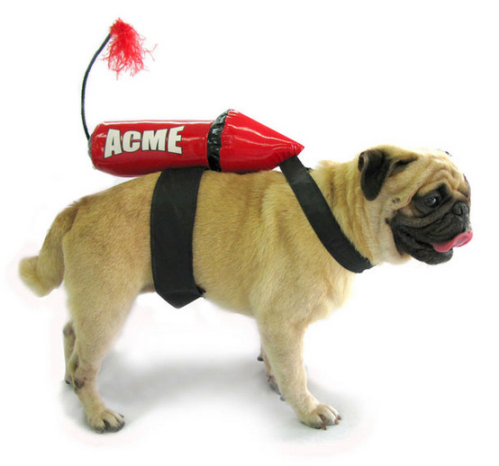 Pug bomba