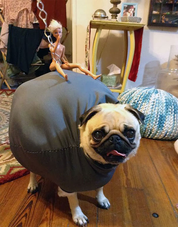 Pug da Miley Cyrus