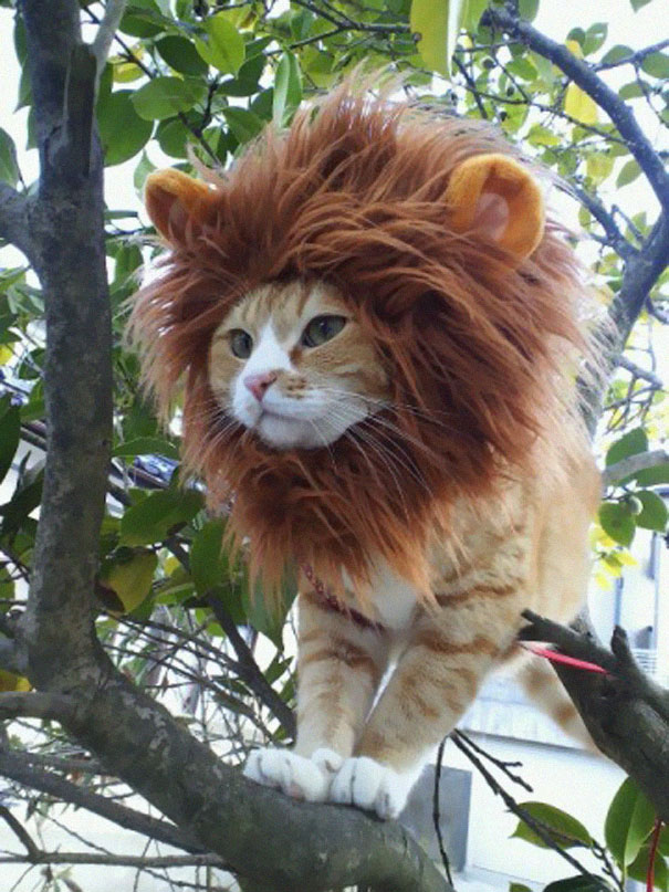 Esses gatos tem certeza que podem ser o que quiserem!