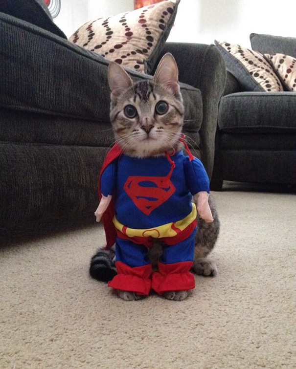 Esses gatos tem certeza que podem ser o que quiserem!