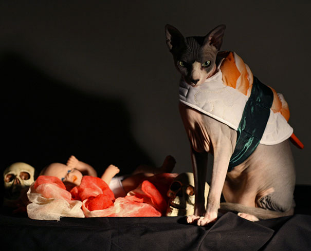 Esses gatos tem certeza que podem ser o que quiserem!