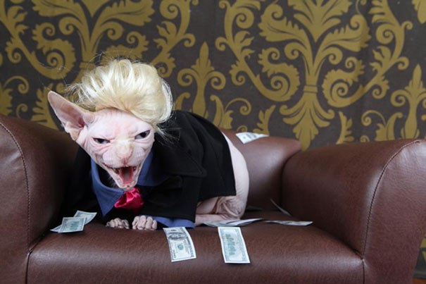 Esses gatos tem certeza que podem ser o que quiserem!