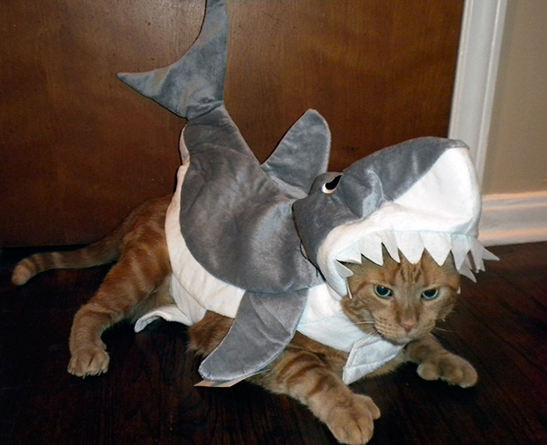 Esses gatos tem certeza que podem ser o que quiserem!