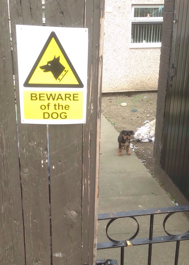 Ser um cão de guarda não é tarefa fácil. Existem cães nasceram para ser 