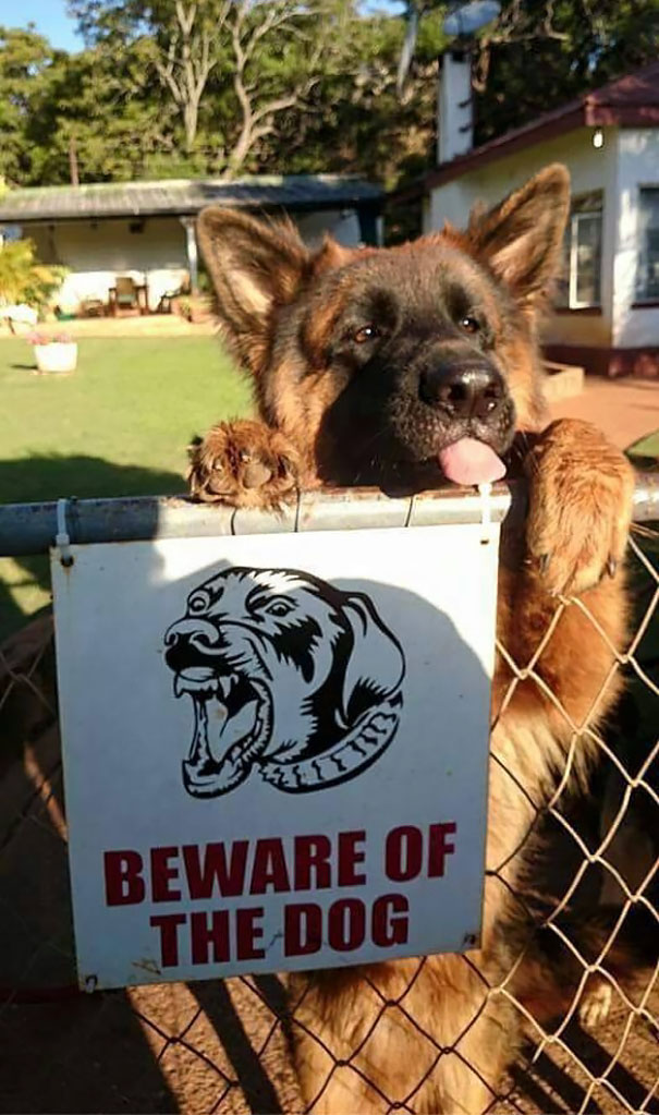 Ser um cão de guarda não é tarefa fácil. Existem cães nasceram para ser 