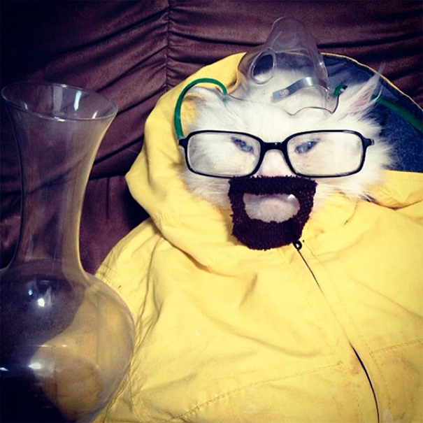 Esses gatos tem certeza que podem ser o que quiserem!