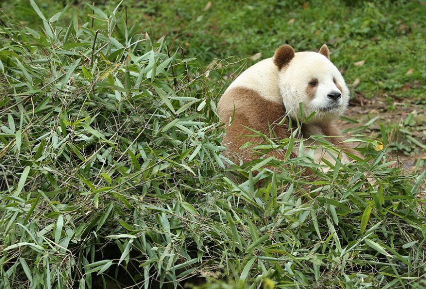 Qizai é o único panda marrom do mundo