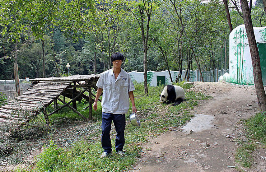 Qizai é o único panda marrom do mundo