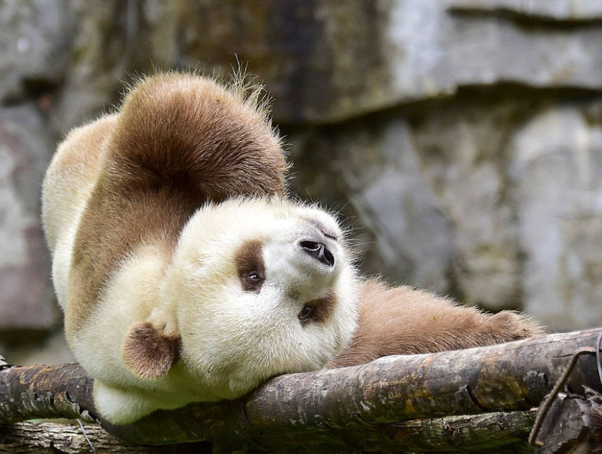 Qizai é o único panda marrom do mundo