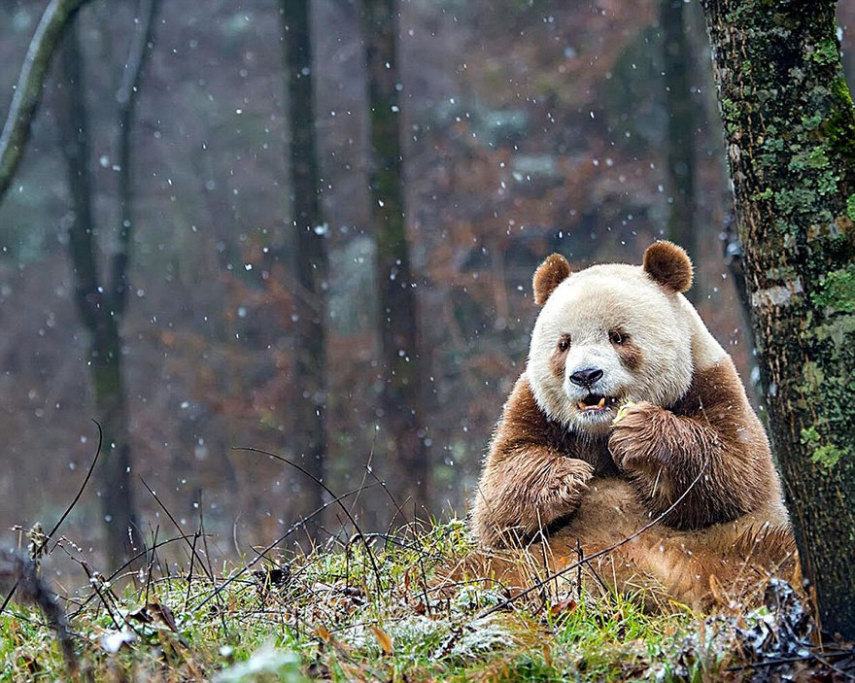 Qizai é o único panda marrom do mundo