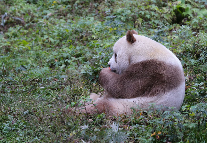 Qizai é o único panda marrom do mundo