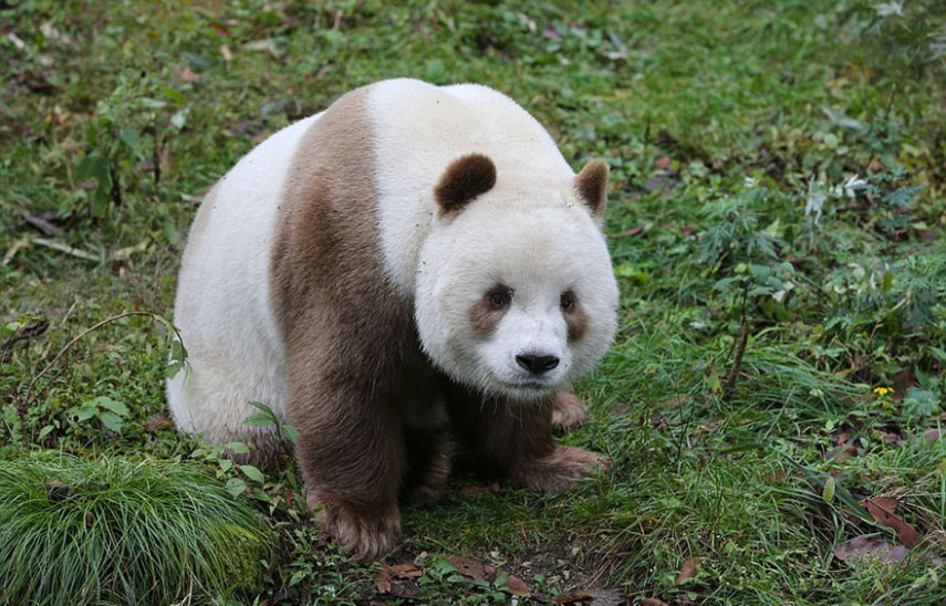 Qizai é o único panda marrom do mundo