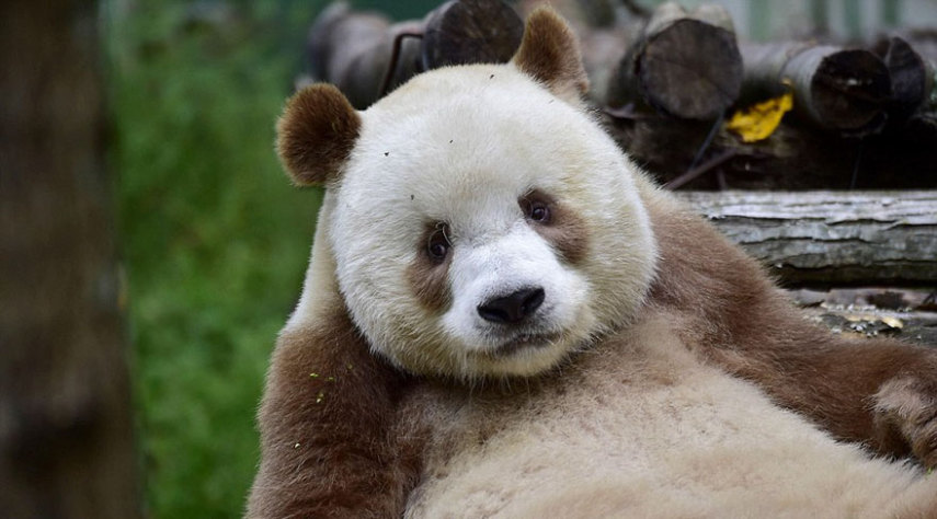 Qizai é o único panda marrom do mundo