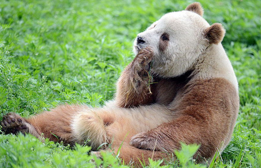 Qizai é o único panda marrom do mundo