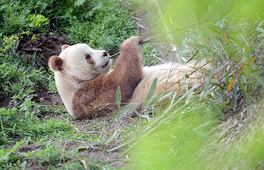 Qizai é o único panda marrom do mundo
