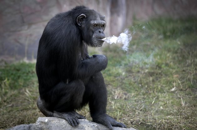 Azalea foi treinada para acender os próprios cigarros durante apresentações ao público. Segundo o zoológico, ela não inala a fumaça