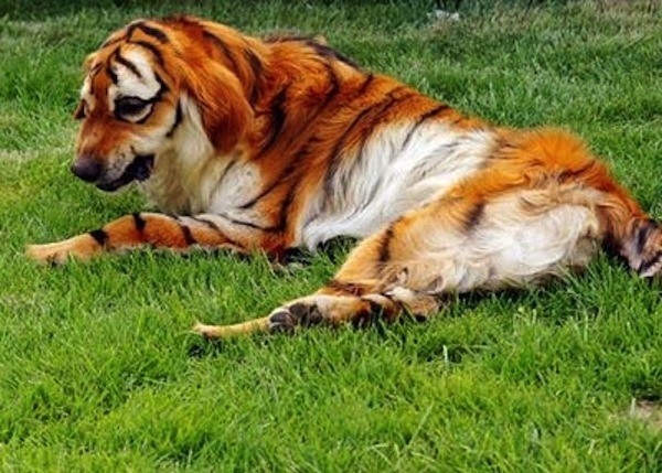 Cachorro ou tigre