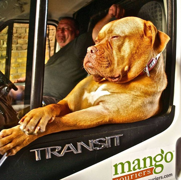 Da raça Mastiff Francês, Roxy acompanha seu dono no trabalho como passageiro de uma van branca. Sua pose enquanto roda a cidade o tornou famoso e as pessoas param para registrar quando o encontram.