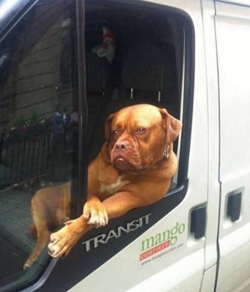 Da raça Mastiff Francês, Roxy acompanha seu dono no trabalho como passageiro de uma van branca. Sua pose enquanto roda a cidade o tornou famoso e as pessoas param para registrar quando o encontram.