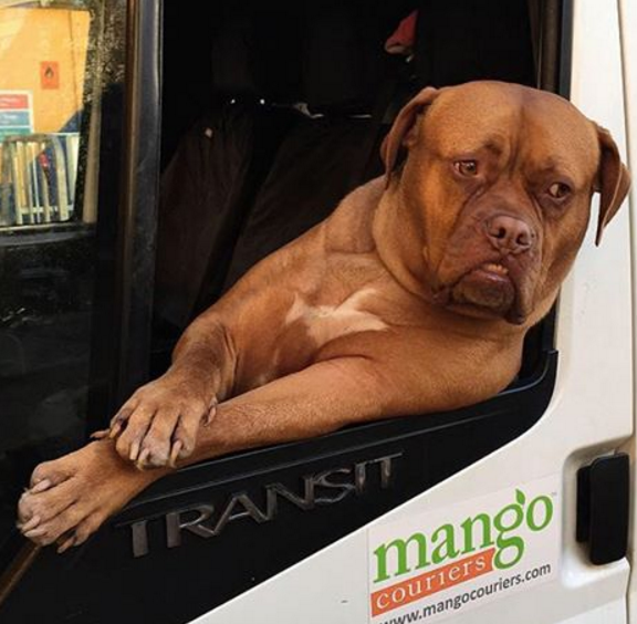 Da raça Mastiff Francês, Roxy acompanha seu dono no trabalho como passageiro de uma van branca. Sua pose enquanto roda a cidade o tornou famoso e as pessoas param para registrar quando o encontram.