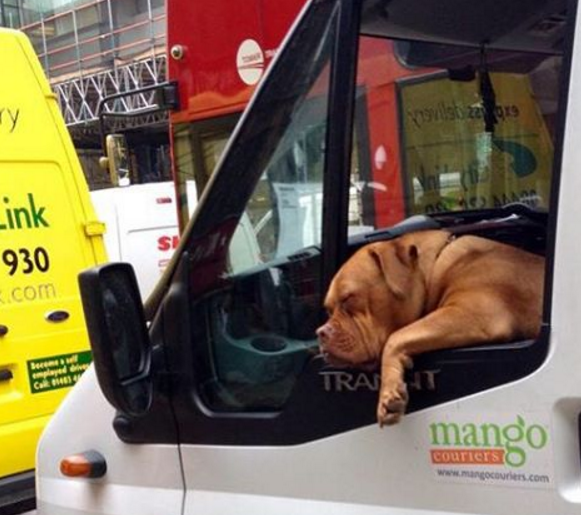 Da raça Mastiff Francês, Roxy acompanha seu dono no trabalho como passageiro de uma van branca. Sua pose enquanto roda a cidade o tornou famoso e as pessoas param para registrar quando o encontram.